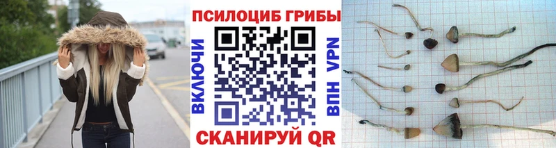 даркнет сайт  Торжок  Галлюциногенные грибы мицелий 